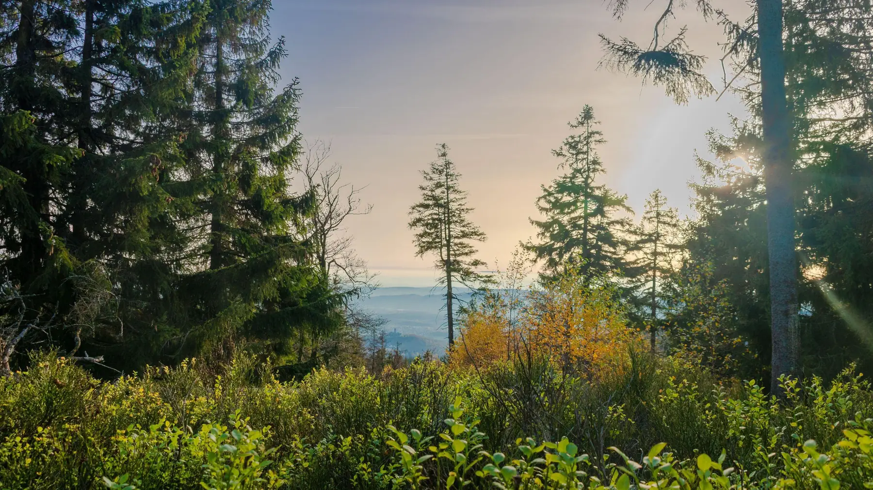 Wald im Taunus mit Fernblick über das Vorland